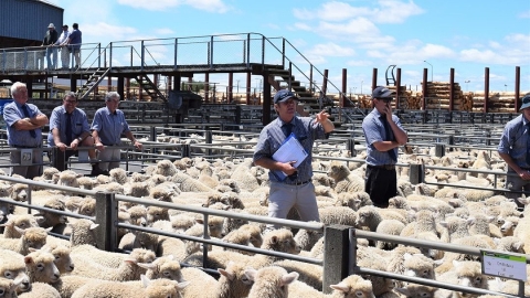 saleyard auction lambs