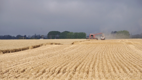 Farmers harvest a crop of wheat, South Canterbury, New Zealand