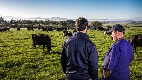 farms watching cows grazing