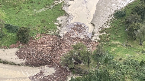 East Coast storm forestry slash