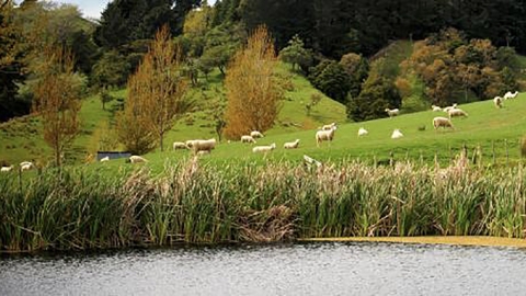 Sheep and pond