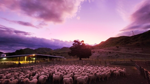 sheep at dawn