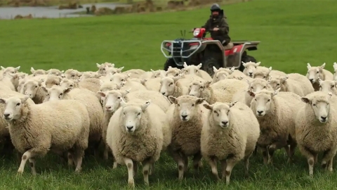 herding sheep