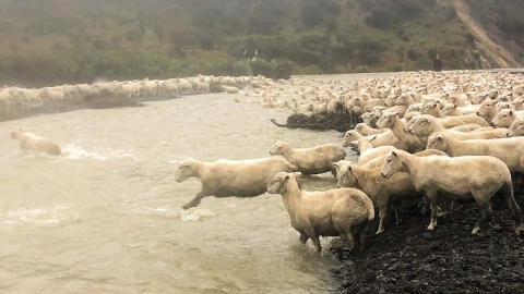 Sheep crossing swollen river