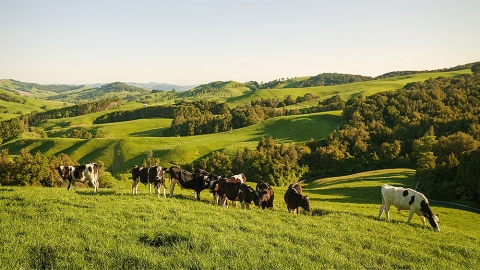 Cattle grazing