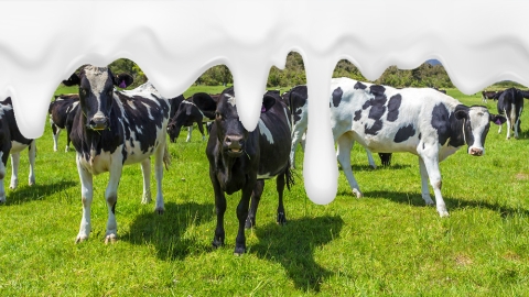 dripping milk and cows