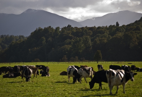 Cows in paddocks