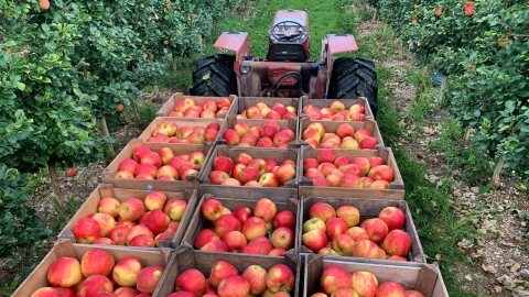 Tractor tows an apple crop through an orchard 