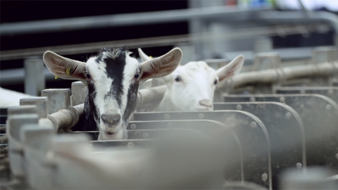 Goats milking