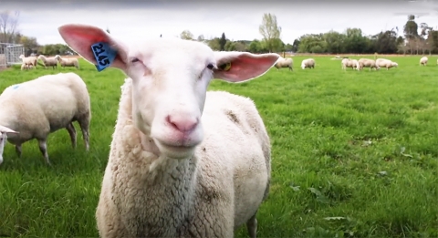 milking sheep