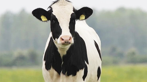 dairy cow