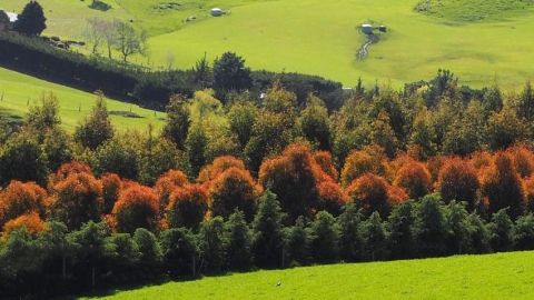 tree block on farm