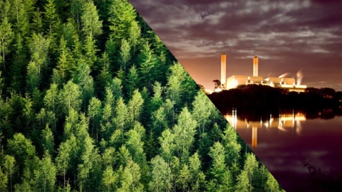 Pine forest and the Huntly Power station