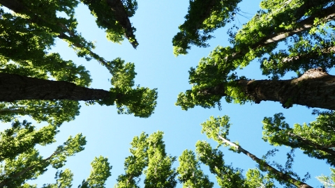 native forest canopy