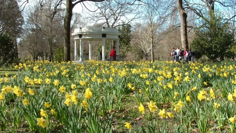 Daffodils, Hagley Park, Christchurch