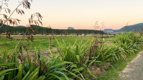 dairy farm