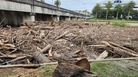 forest slash buildup