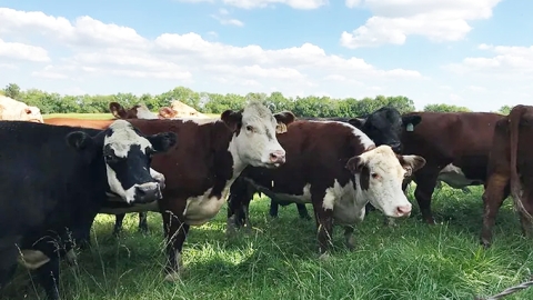 Cattle grazing