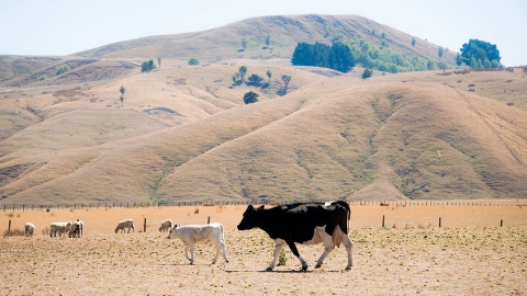 Dry hills in Wairarapa