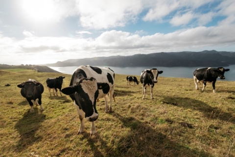 Cows on pasture