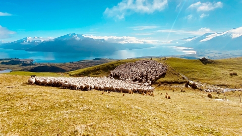 Sheep flock at Mt Nick