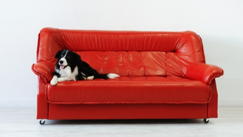 dog on red couch