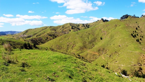 Kaipara hills farmland