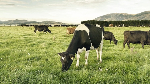 cows grazing in Waikato