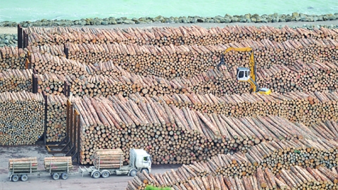 Log storage, Kandla Port, Gujurat, India