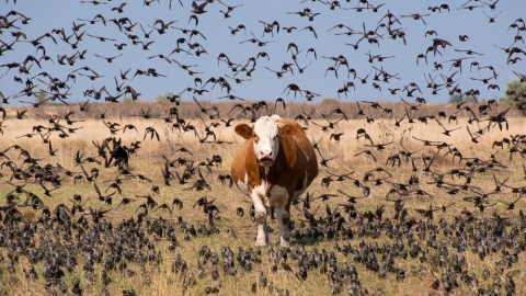 cow and birds