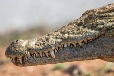 A close-up shot of a crocodile's mouth