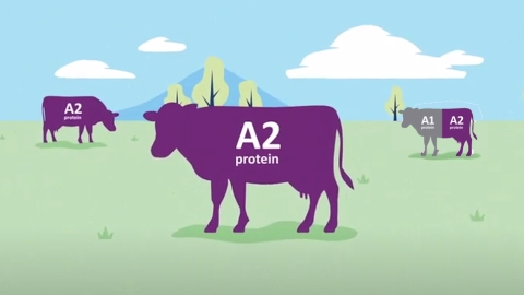 The national A2 milk herd is rapidly becoming dominant