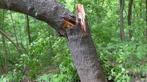 Tree snapped