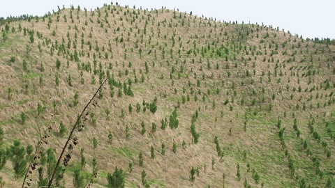 new planting of pine forest