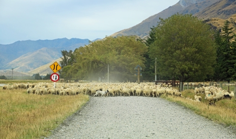 sheep muster