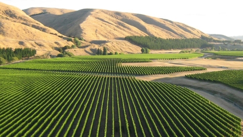 Martinborough vineyard