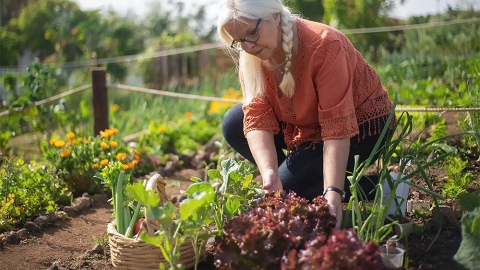 Backyard vegetable garden