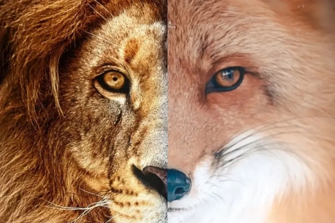 lion fox