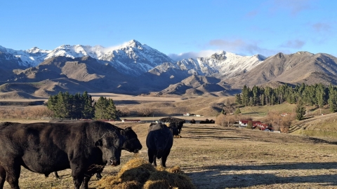 high country cattle