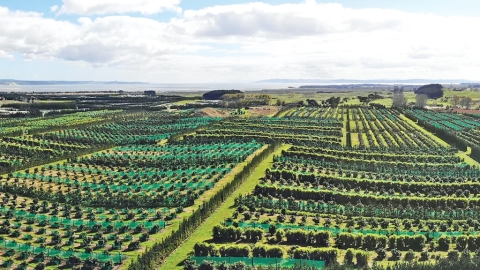 Avocado orchards