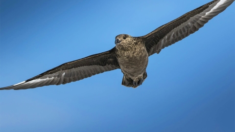 sea bird
