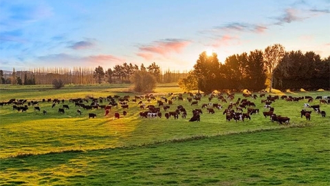 Is it a sunset or a sunrise in Synlait's future?