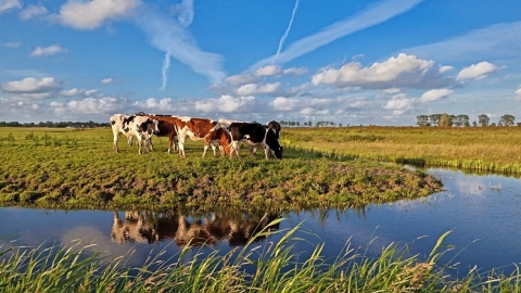 EU cows at unfenced waterway