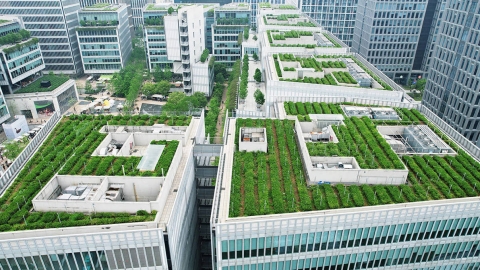 rooftop planting