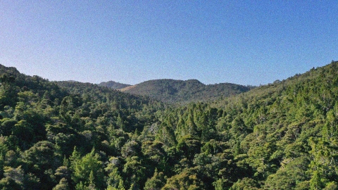 An image of a forest filled with lots of trees under a blue sky in New Zealand. Image source: MC Kontext/Unsplash