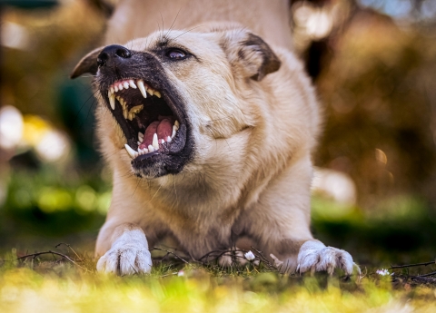 angry dog