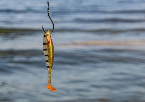 fish
