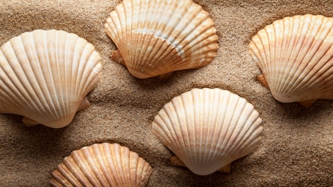 five shells