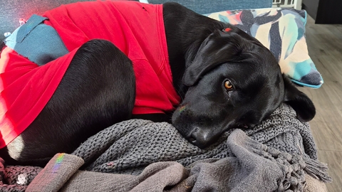 Jett recovering