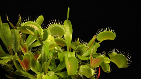 venus fly trap unsplash